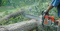 Tree Felling Pros Cape Town image 6